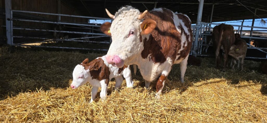 simmental cattle